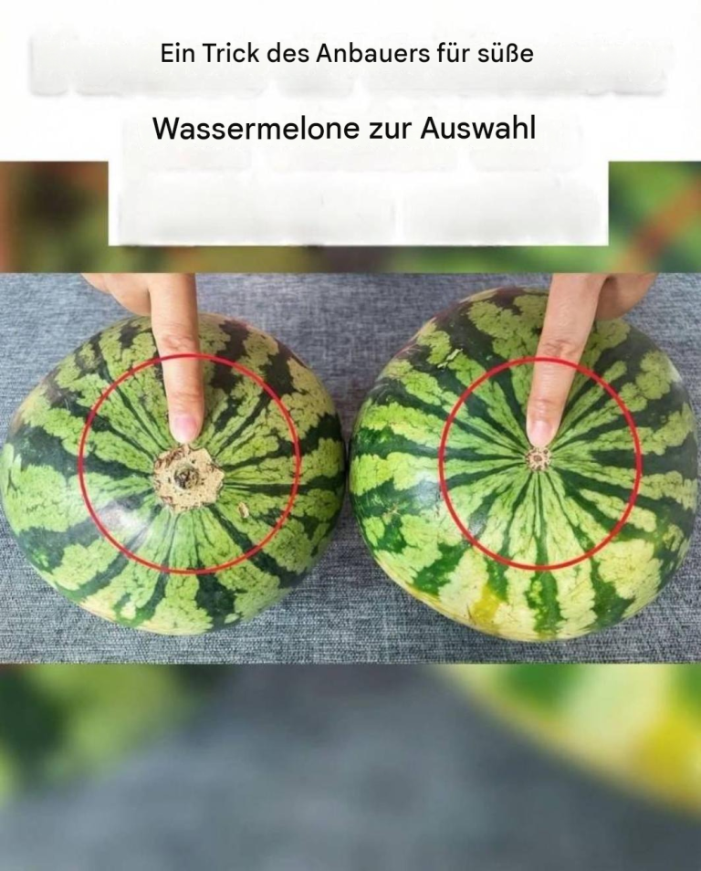 translated_image_de-46